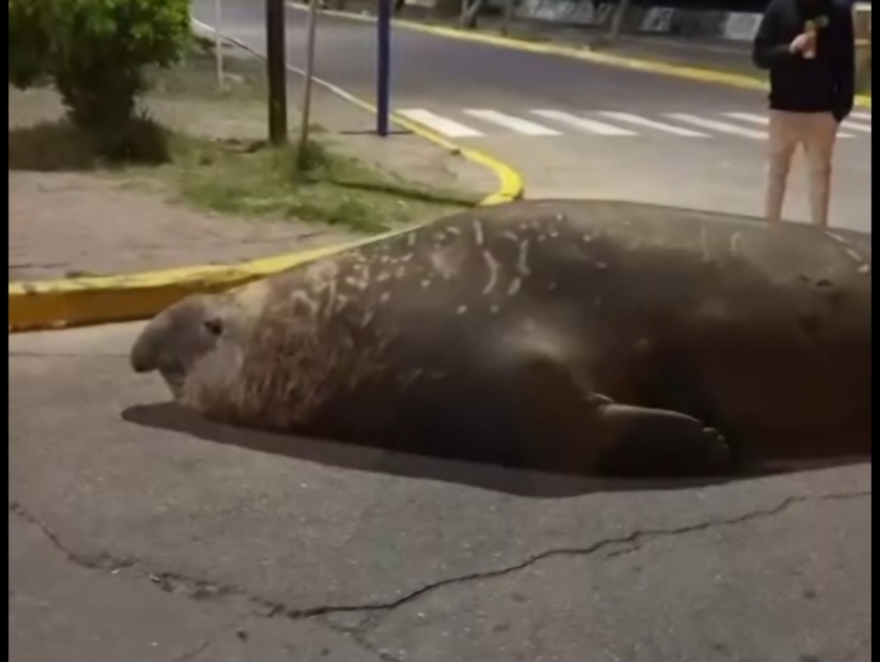 ENORME ELEFANTE MARINO