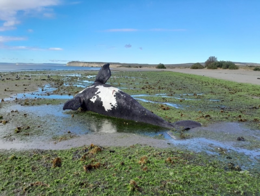 MUEREN 21 BALLENAS EN CHUBUT