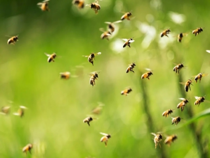 LE TIRAN ABEJAS A POLICIAS