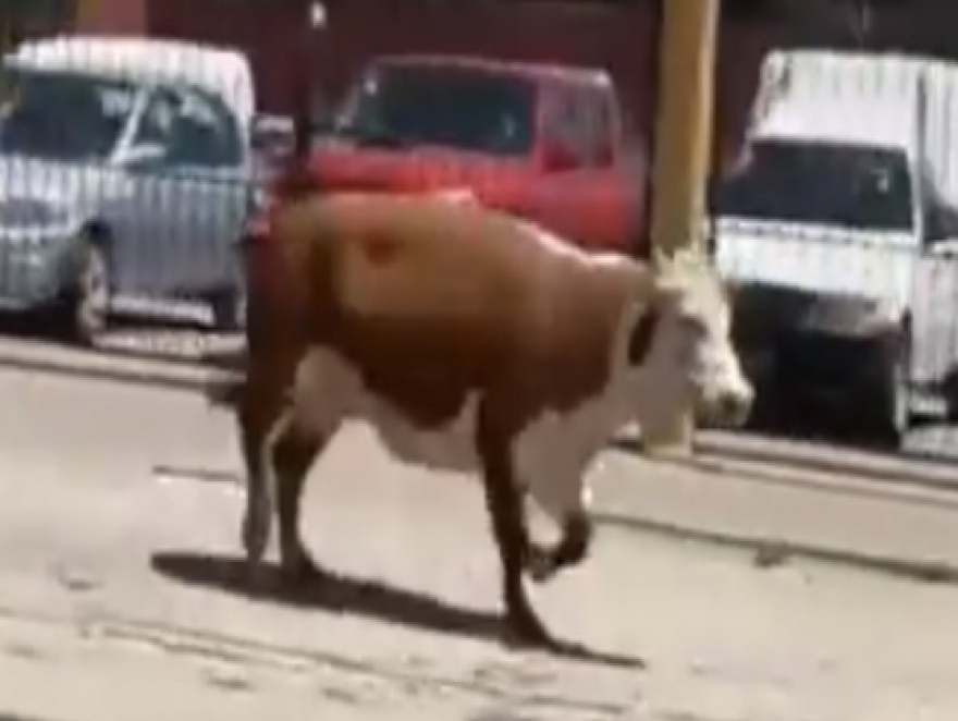 UNA VACA DE PASEO EN TEMPERLEY