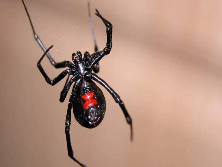 VIUDA NEGRA EN EL CALAFATE