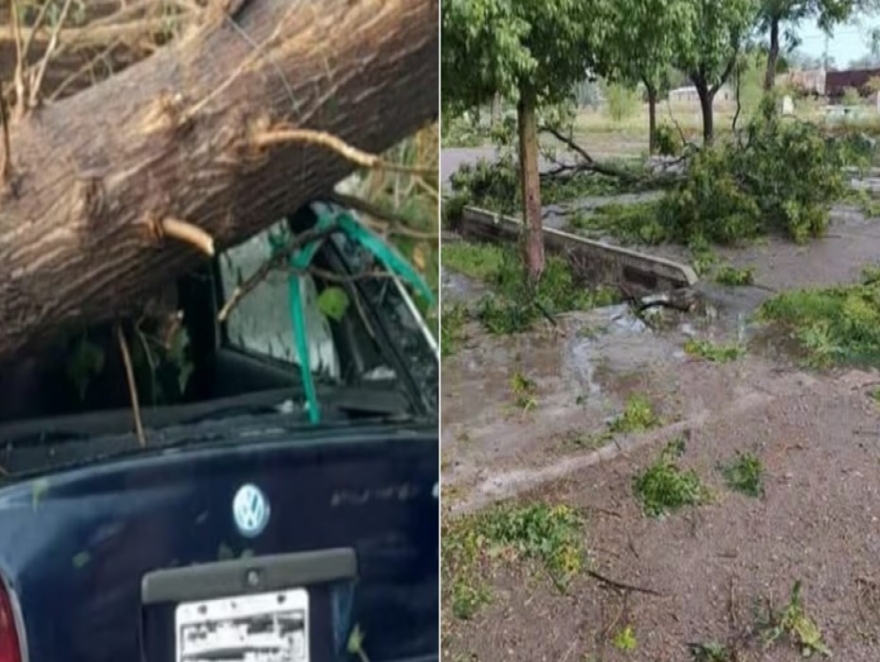 MURIO APLASTADO POR UN ARBOL