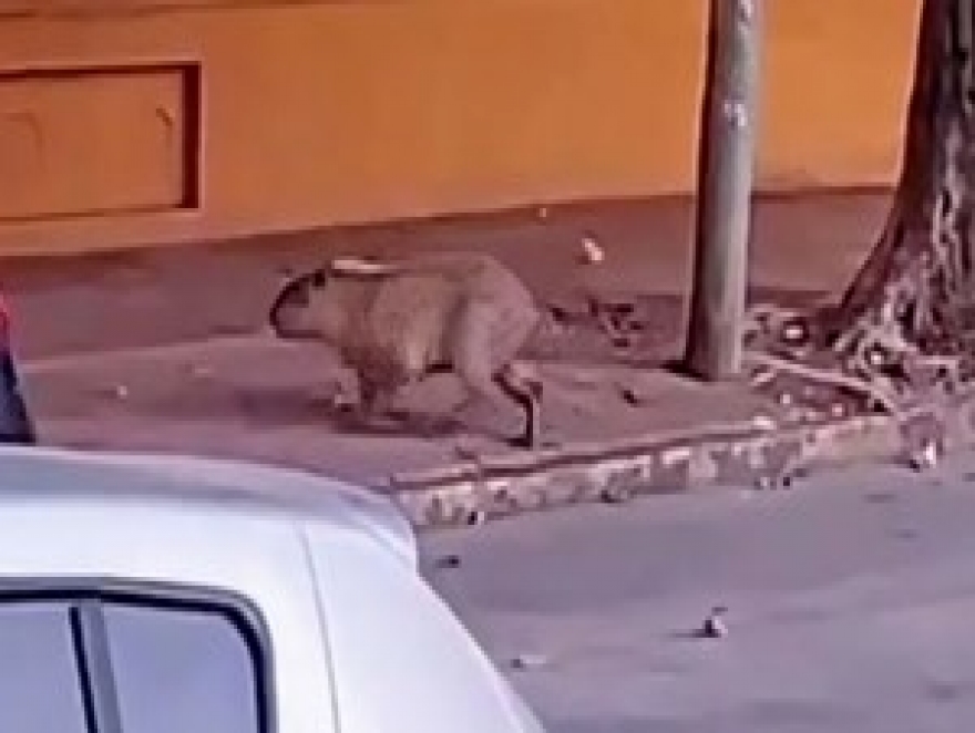 UN CARPINCHO EN TIGRE